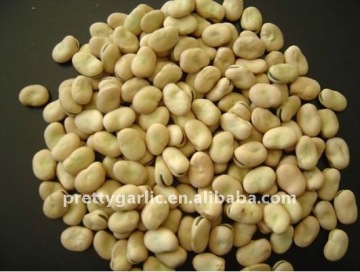 Broad bean Qinghai origin crop 2011