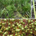 saw palmetto extract supplement