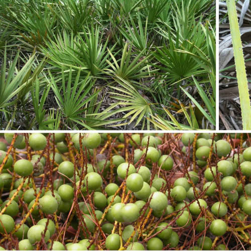 saw palmetto extract supplement