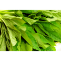Pure Plant Ashitaba Stem and Leaf Extract 10: 1brown Ashitaba Capsule Ashitaba Seeds Powder