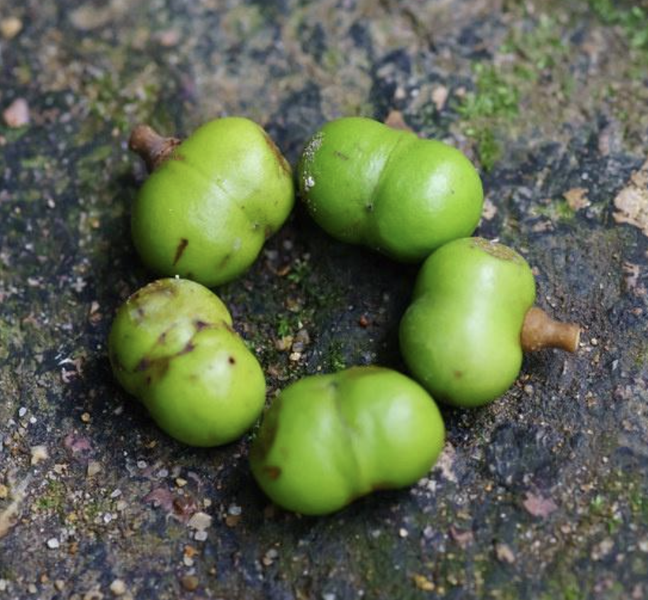 Pygeum Africanum Extract Manufacturer