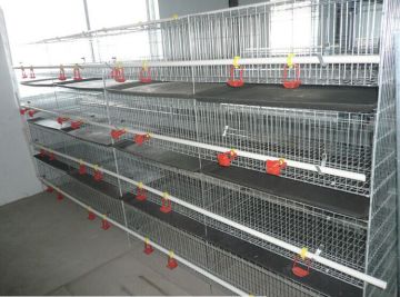 Trade assurance 100% payment guarantee factory A type battery cage for poultry layers / chicken laying egg cages