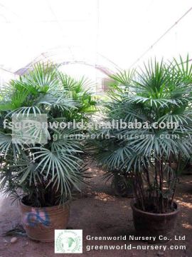 rhapis multifida indoor and outdoor small palm tree