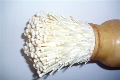 advance nutrients fresh mushroom Enokitake/ Enoki / Golden Needle Mushroom