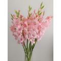 قطع جديدة من Gladiolus Adina Pink لديكور الزفاف