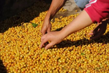 Hali Bourbon Green Beans