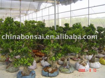 S-shape Ficus plants