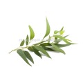 Huile d&#39;eucalyptus en vrac de qualité thérapeutique supérieure