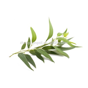 Huile d&#39;eucalyptus en vrac de qualité thérapeutique supérieure