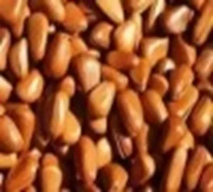 Pine Nut