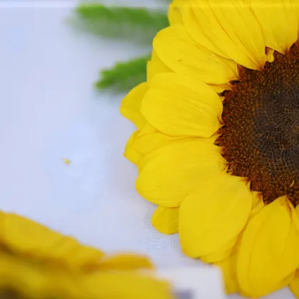 Yunnan Wholesale Preserved Sunflower Yellow: Flower Boxes and Heads