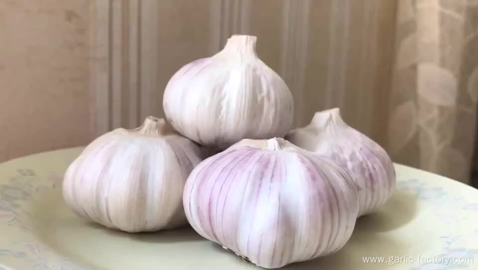 Fresh common garlic in low price high quality