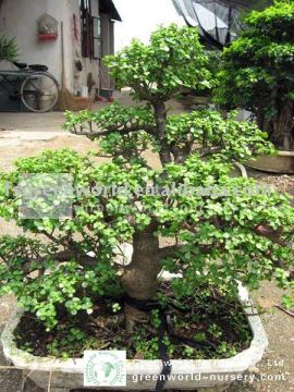 portulacaria tree