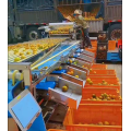 OEM Fruit Grading Machine Sorting Machine Price