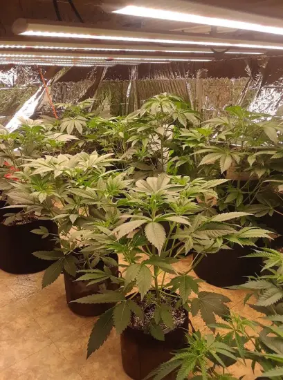 Smart Control LED Grow Light For Plant Factory