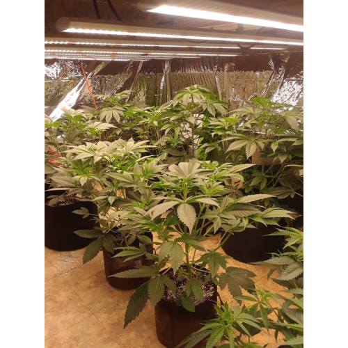 Smart Control LED Grow Light For Plant Factory