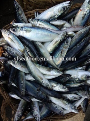 fishing boats mackerel for sale