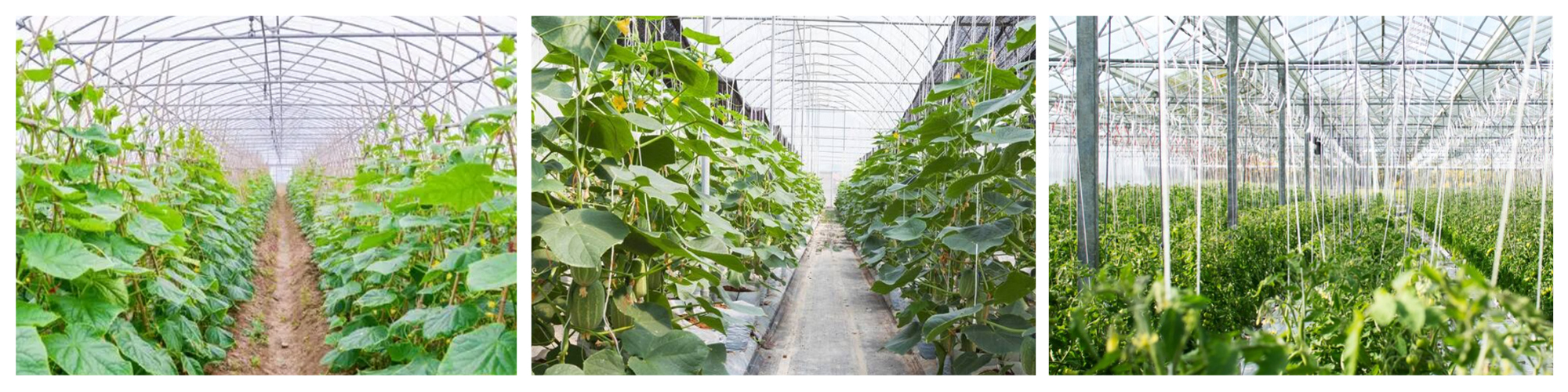 Cucumber Greenhouse