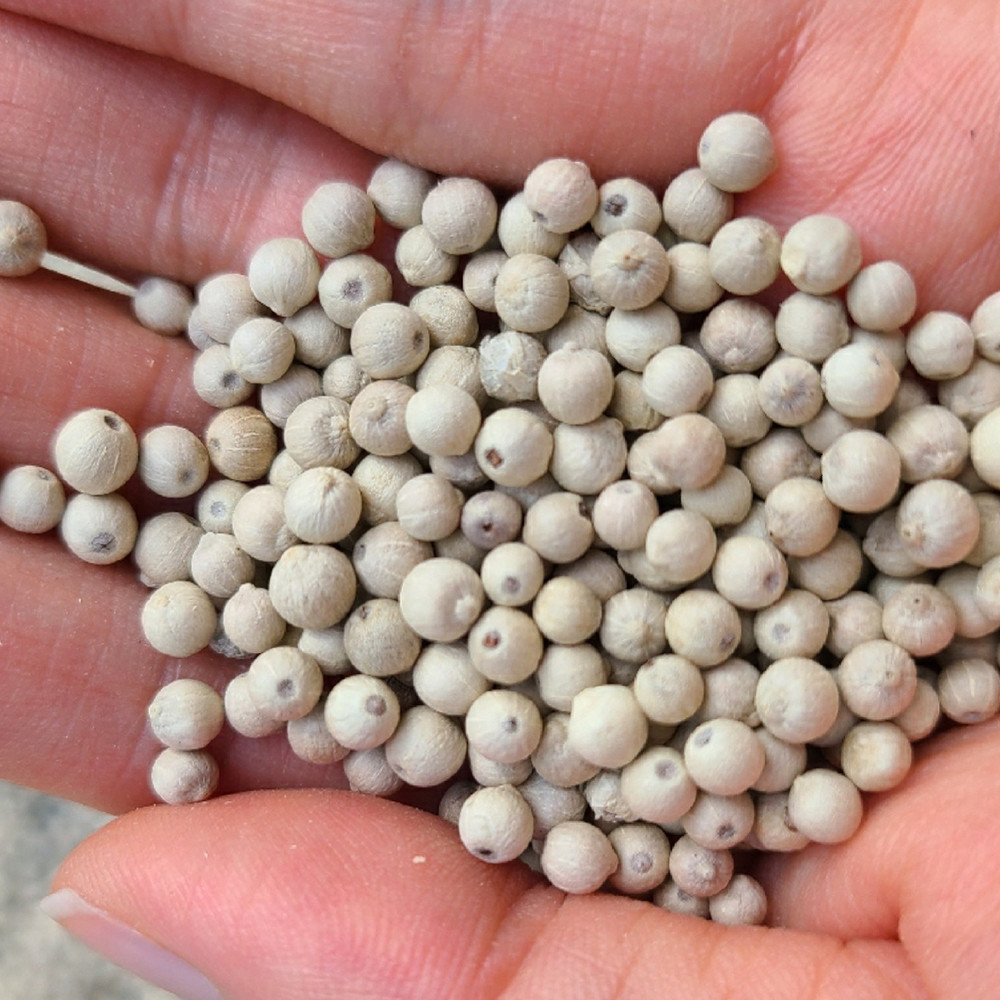 White Pepper Granules Seed
