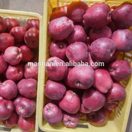 Red Delicious from China West High Land