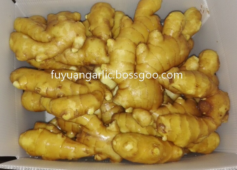 fresh ginger 3 plastic box