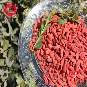 Wolfberry / Lycium Barbarum / Sağlıklı Goji Karpuzu