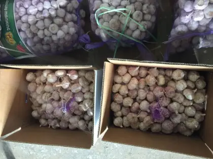 Africa Quality Good Fresh Garlic