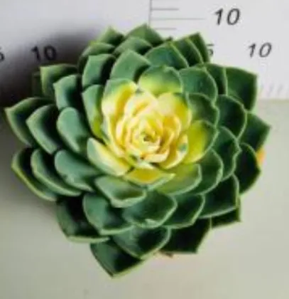 Echeveria Julius living plants suppliers