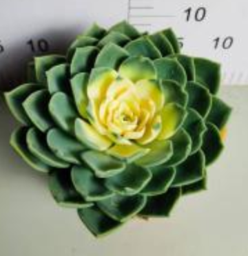 best selling Echeveria Julius living plants