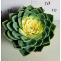 Echeveria Julius living plants suppliers