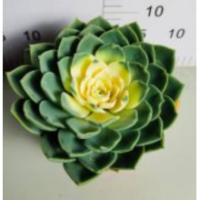 best selling Echeveria Julius living plants