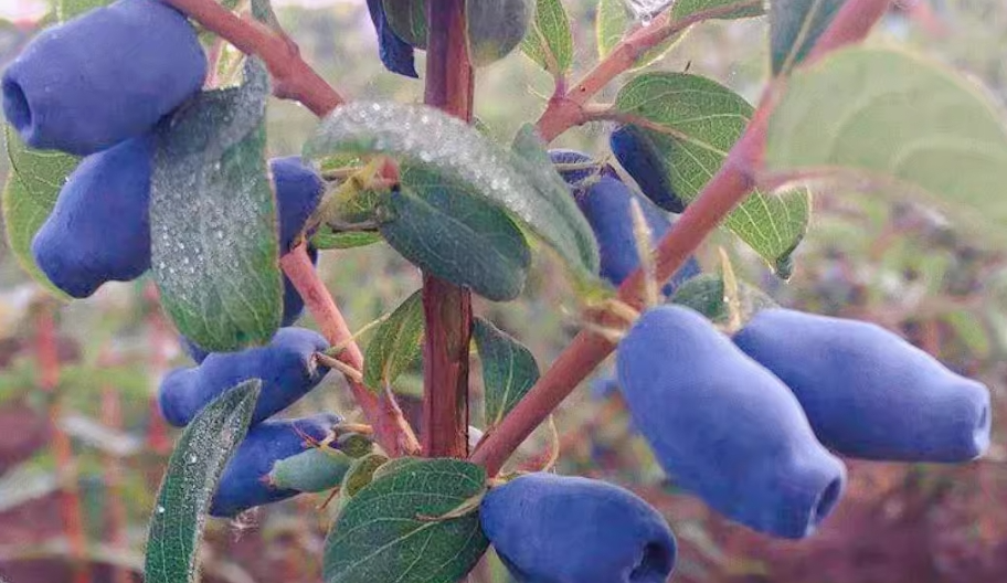 Indigo Naturalis Indigo Naturalis
