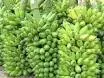 FRESH CAVENDISH BANANA FOR SALE.