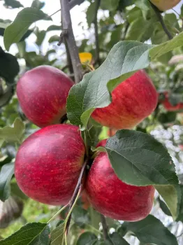 Zhaotong Apple Essence: Pure Taste, Perfect Texture