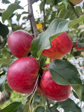 Zhaotong Apple Essence: Pure Taste, Perfect Texture