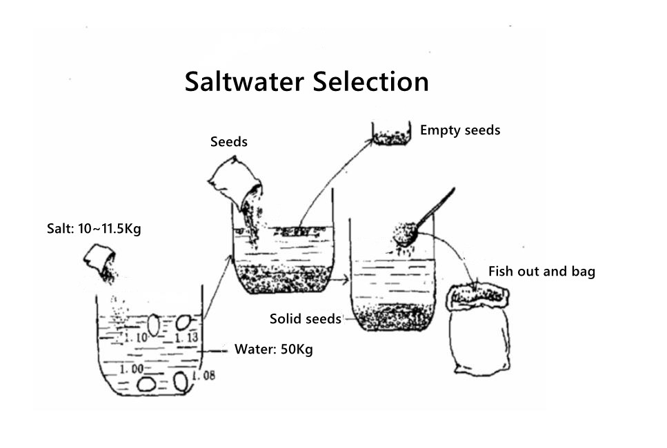 How to Treat Rice Seeds to Improve Yield