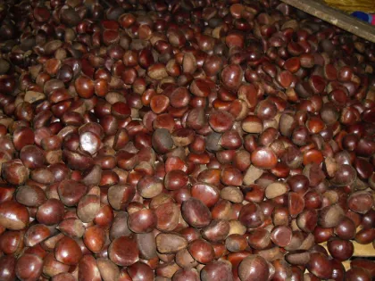 Fresh Mountain Tai Chestnut