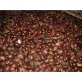 Fresh Mountain Tai Chestnut