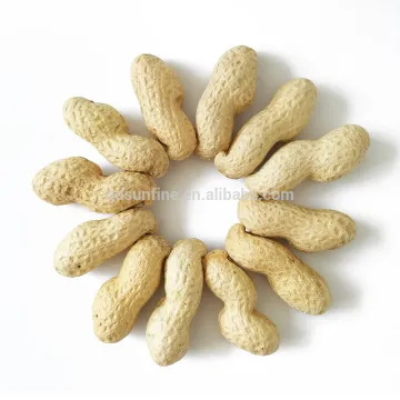 Jumbo raw green roasted peanuts in shell for sale