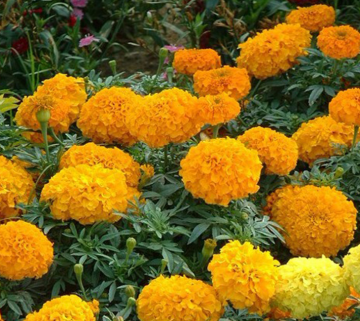 African hybrid marigold flower seeds