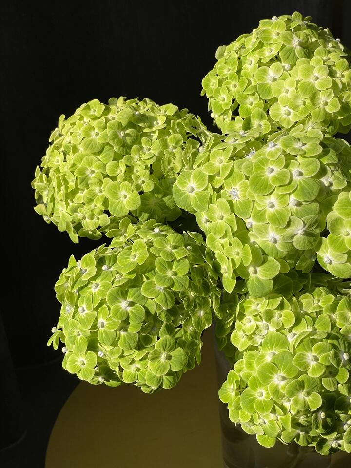 Green Hydrangea