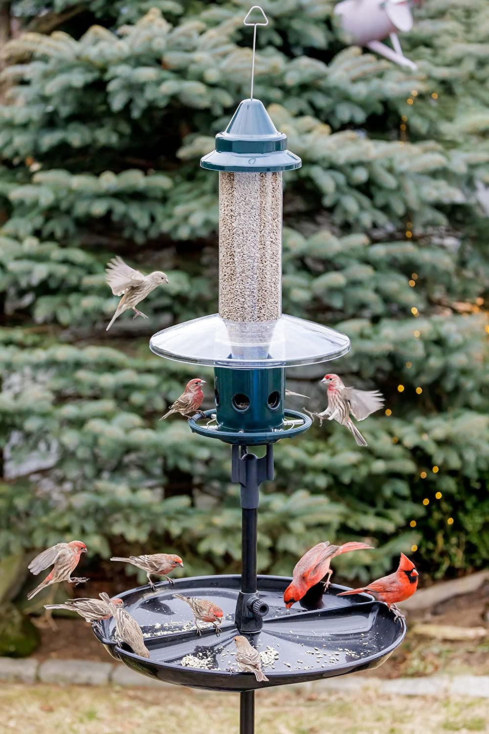 Écureuil buster plus mangeoire à oiseaux à l&#39;épreuve de l&#39;écureuil