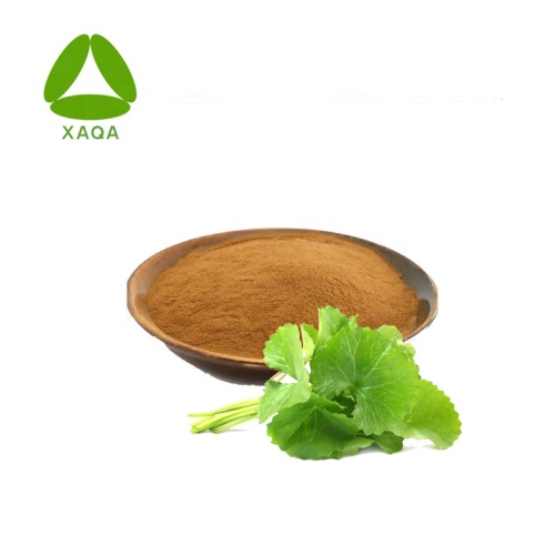 Gotu Kola Extract Powder Used For Capsules 10:1