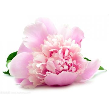 Bulk Peony Seed Oil 100% Pure