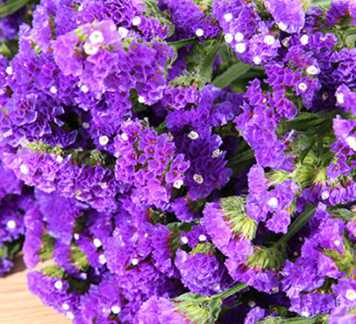 Preserved flower sea lavender forget me not
