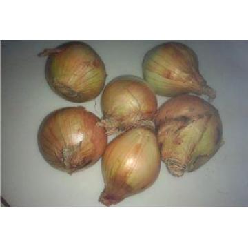 Non-Peeled Yellow Natural Fresh Onion With Sweet Flavour Co