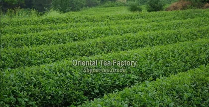 Chinese Organic Health Premium Famous Green Tea