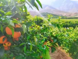 Fresh Wogan Mandarins