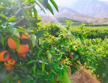 Fresh Wogan Mandarins