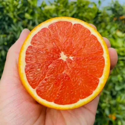 Chinese Orange Fresh Citrus Fruit Search Engine